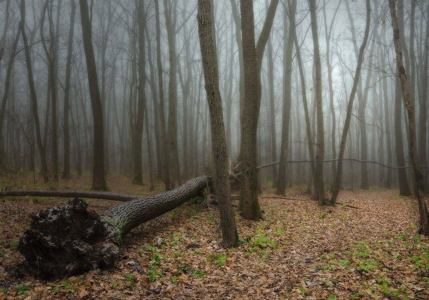 осень, лес, туман, Животков Андрей