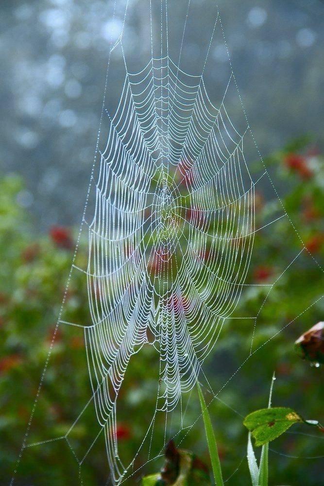 , Николай Морский