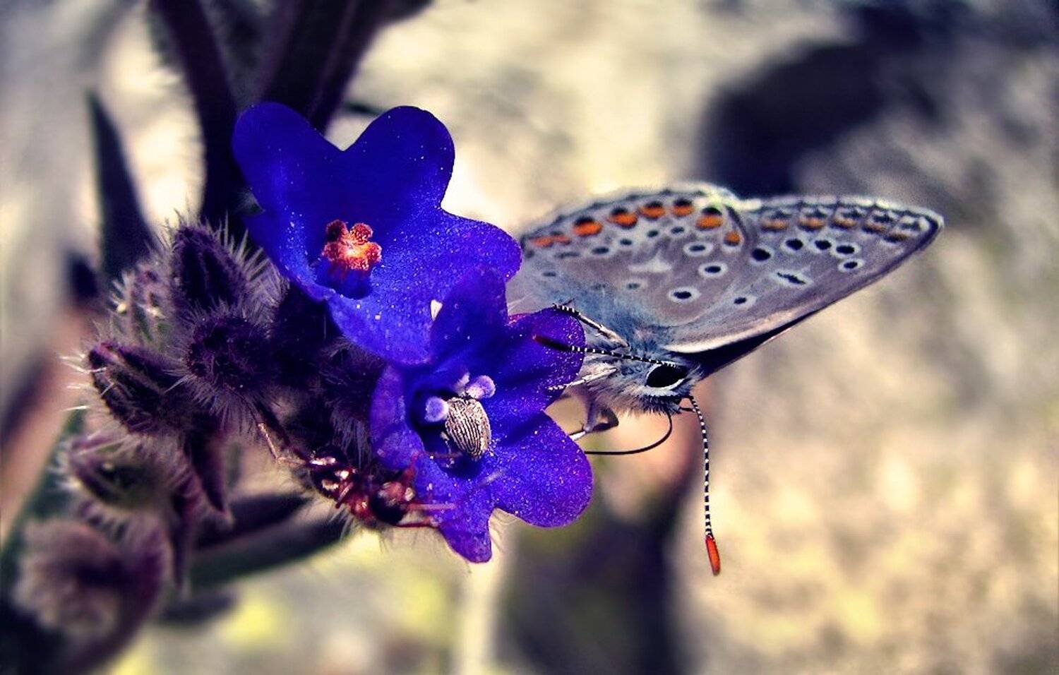 , Ирина Костова