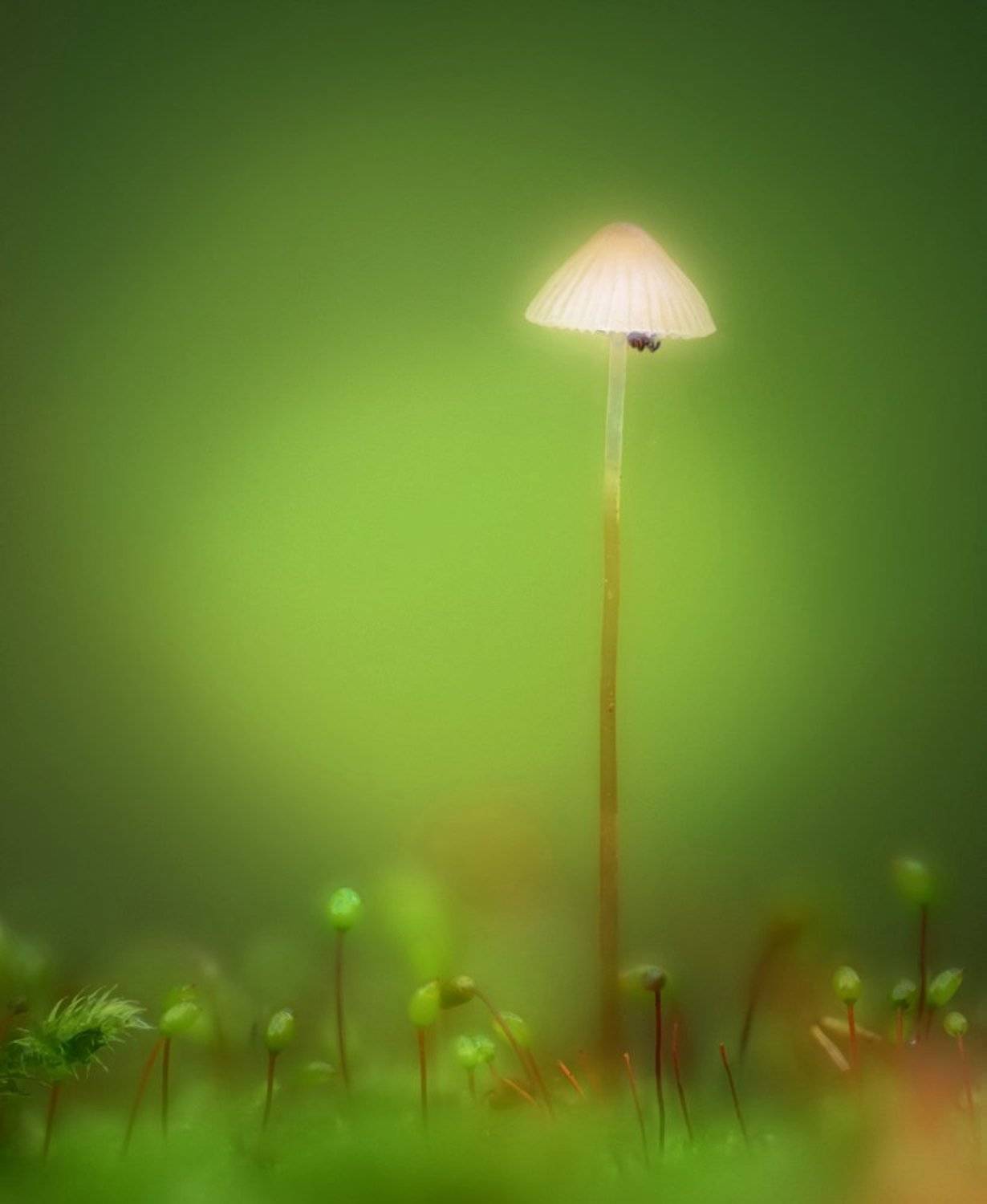 macro, closeup, insect, макро, насекомые, gnilenkov, Alexey Gnilenkov