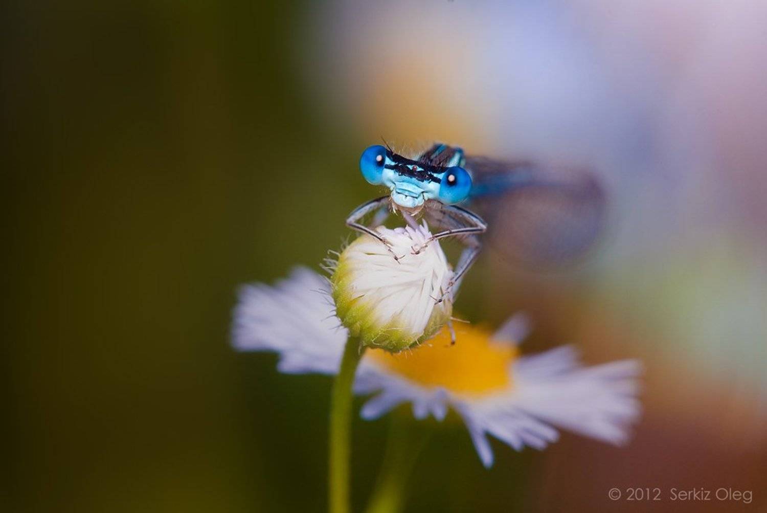 damselfly, eyes, nature ,heaven, flowers, chamomile, macro, oleg serkiz, олег серкиз, макро, стрекоза, стрелка, ромашки, Oleg Serkiz