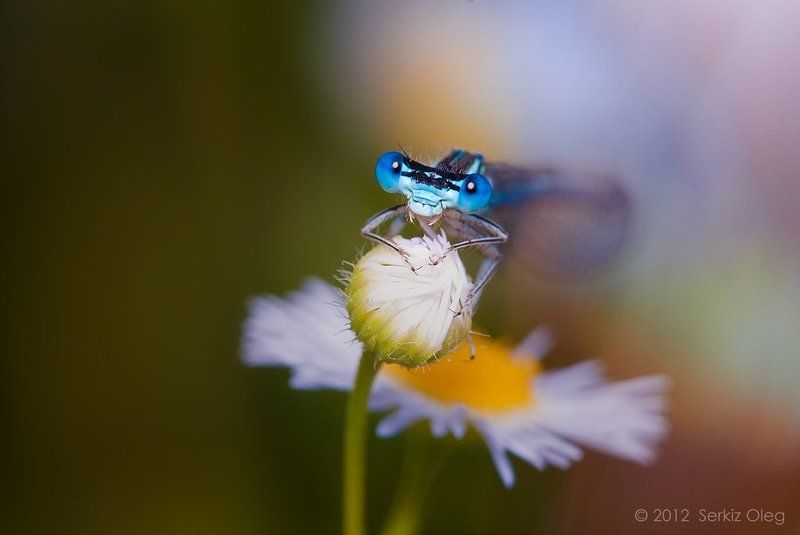 damselfly, eyes, nature ,heaven, flowers, chamomile, macro, oleg serkiz, олег серкиз, макро, стрекоза, стрелка, ромашки Damselfly Eyes фото превью