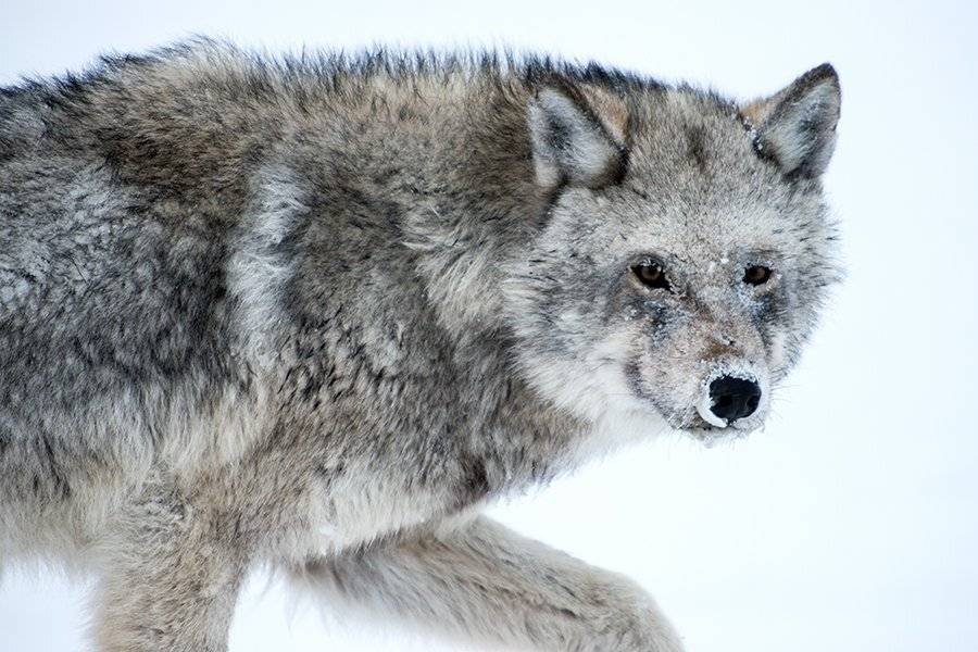 , Иван Кислов