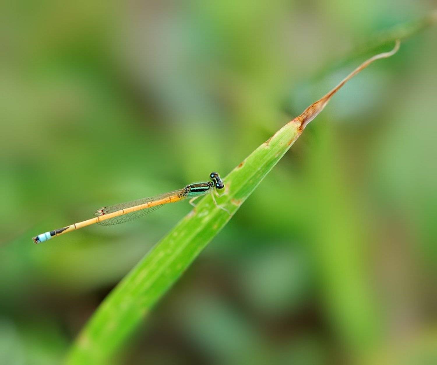 macro, closeup, insect, макро, насекомые, gnilenkov, Alexey Gnilenkov
