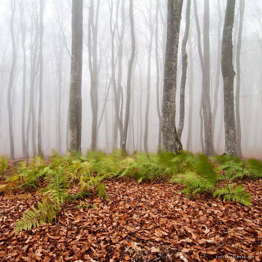 , Юрий Коваленко