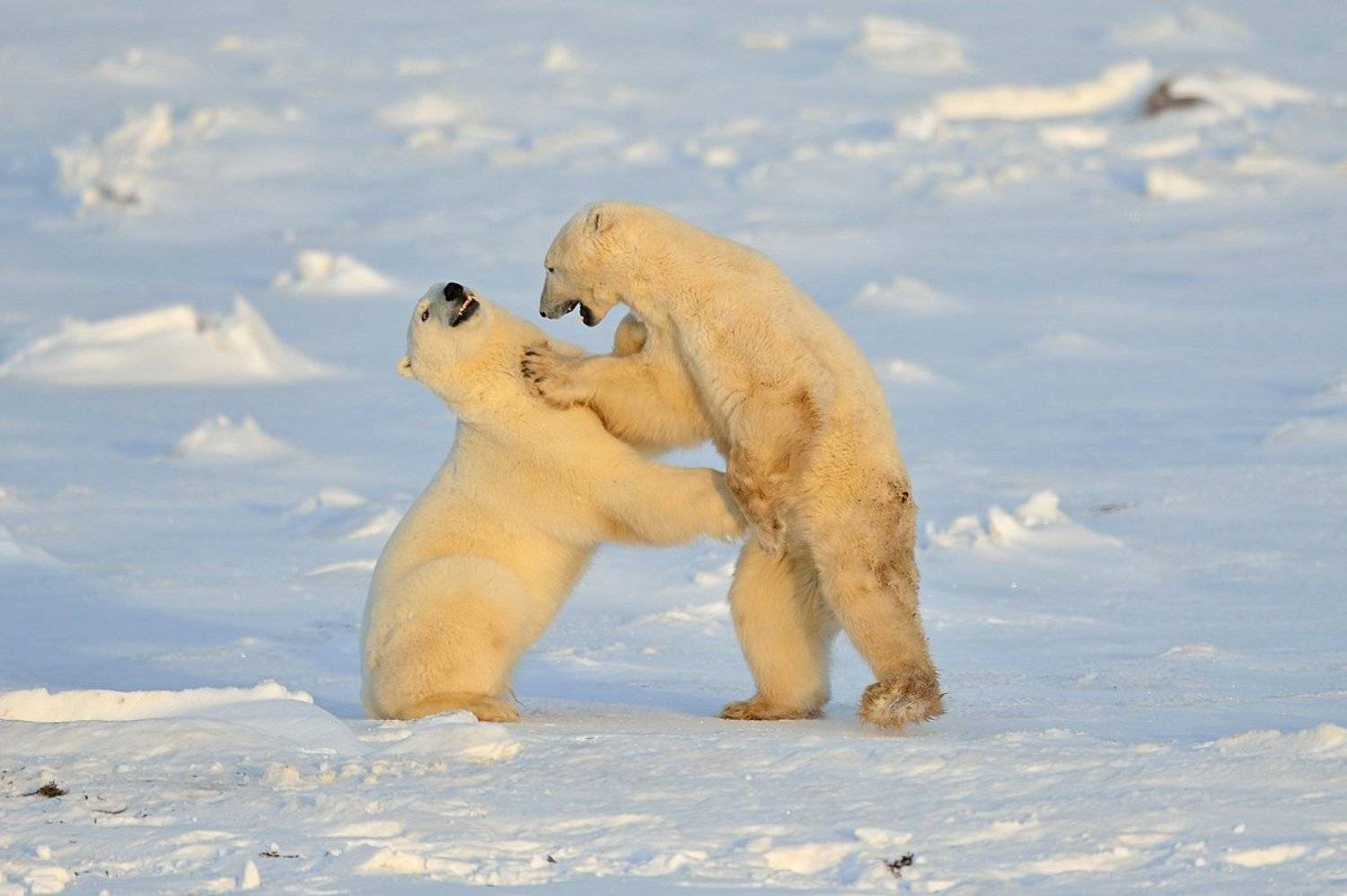 , Алексей Тищенко