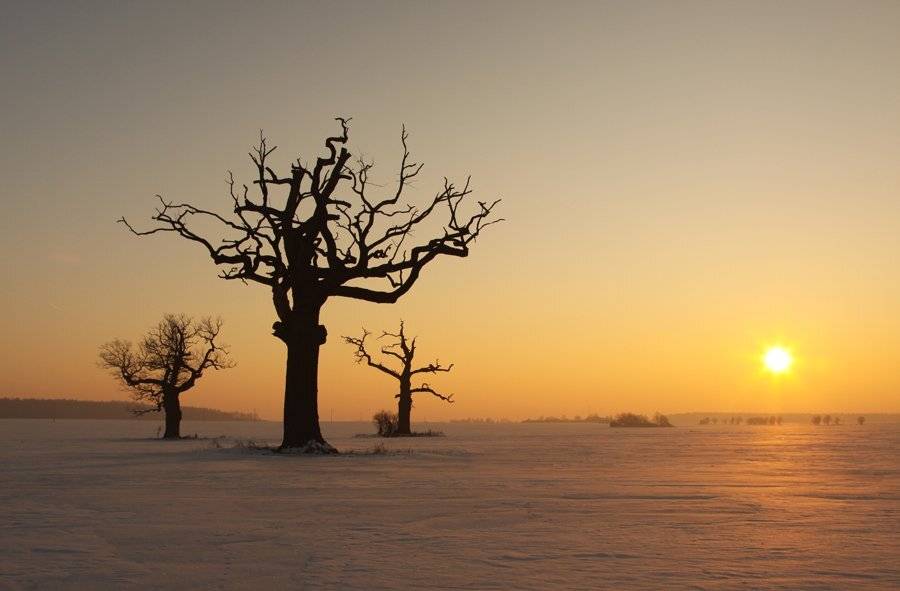 Winter, trees, sun, morning, Anna