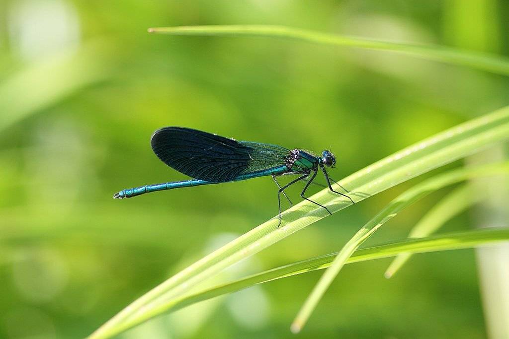 блестящая красотка (лат. calopteryx splendens) &mdash; стрекоза, принадлежащая к семейству красотки., Сергей Таланов
