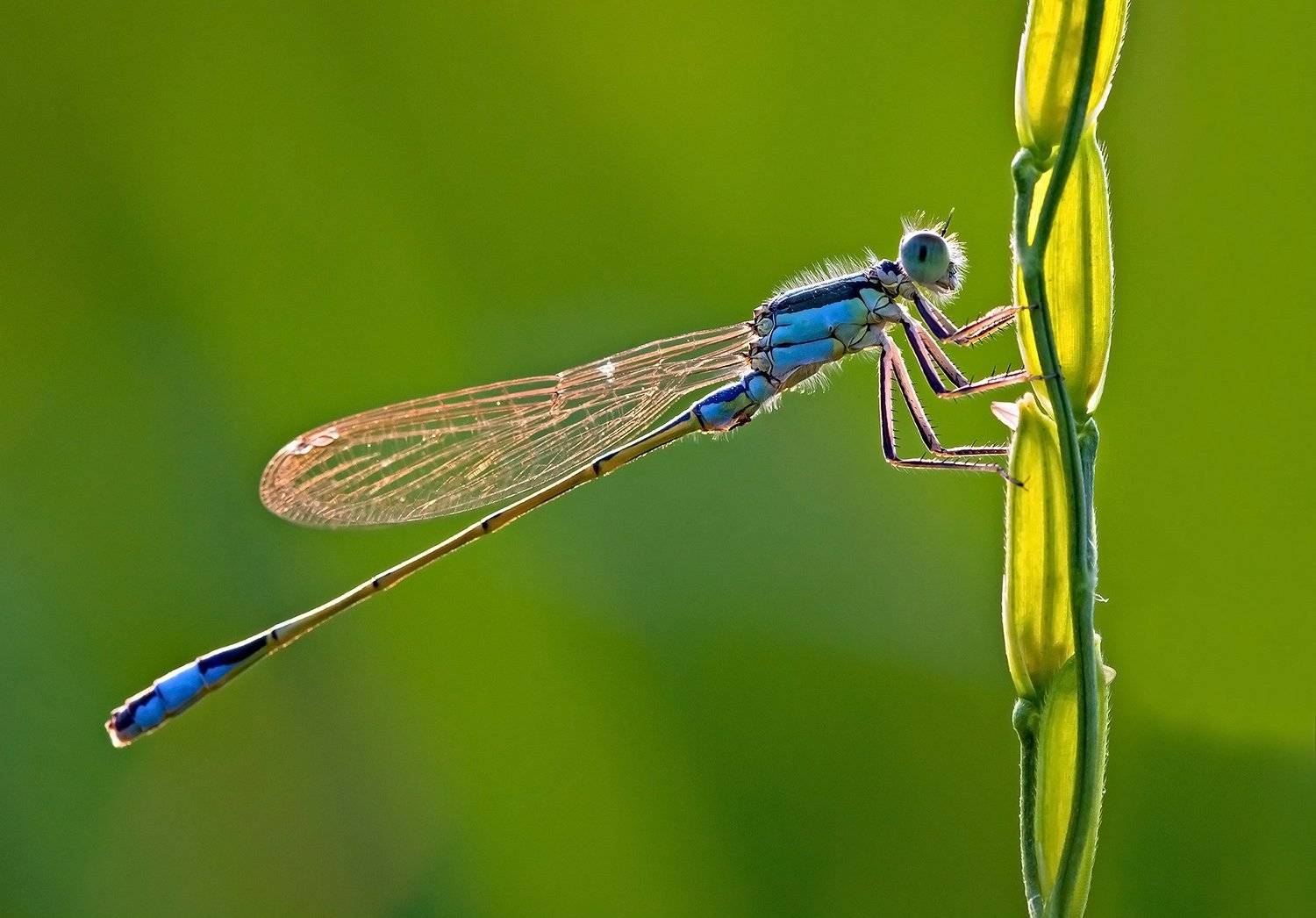 , Mohammadreza Momeni