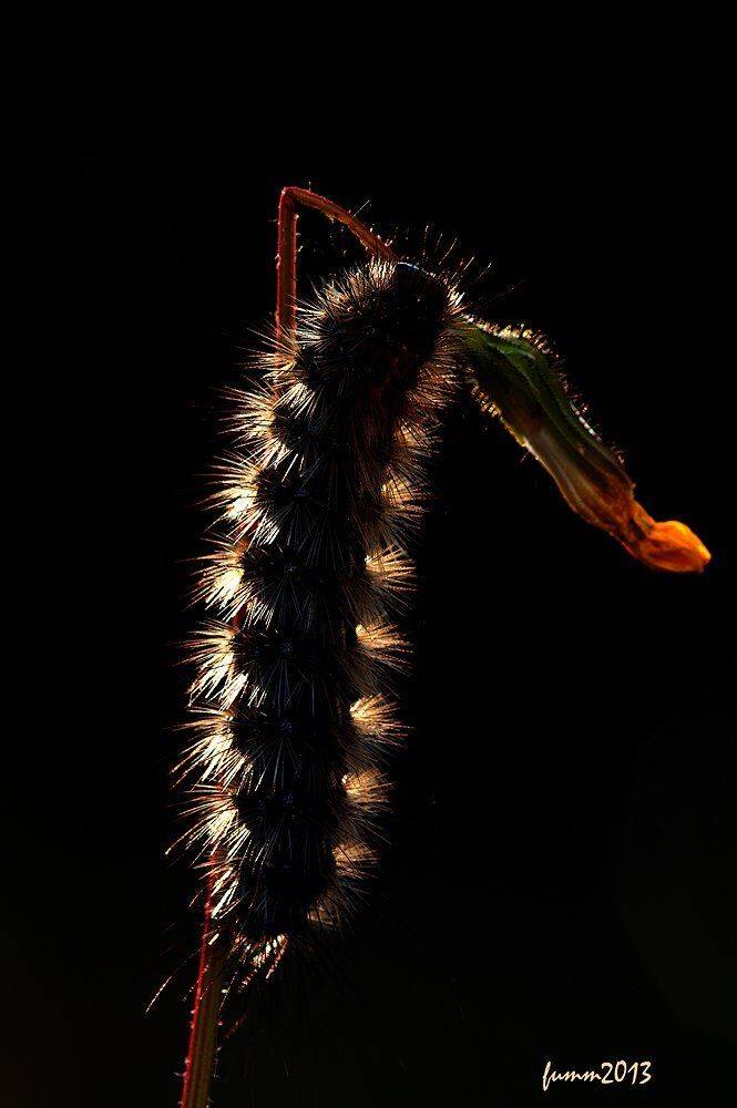 , Игорь ФУММ