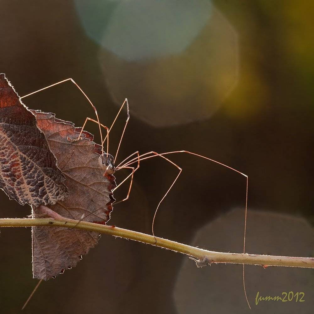 , Игорь ФУММ