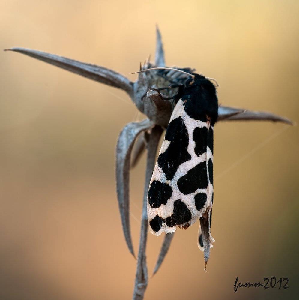 , Игорь ФУММ