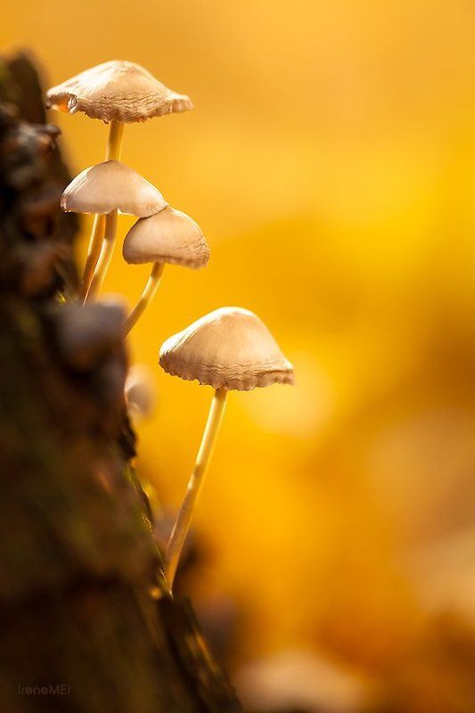 Осенние воспоминания фото превью