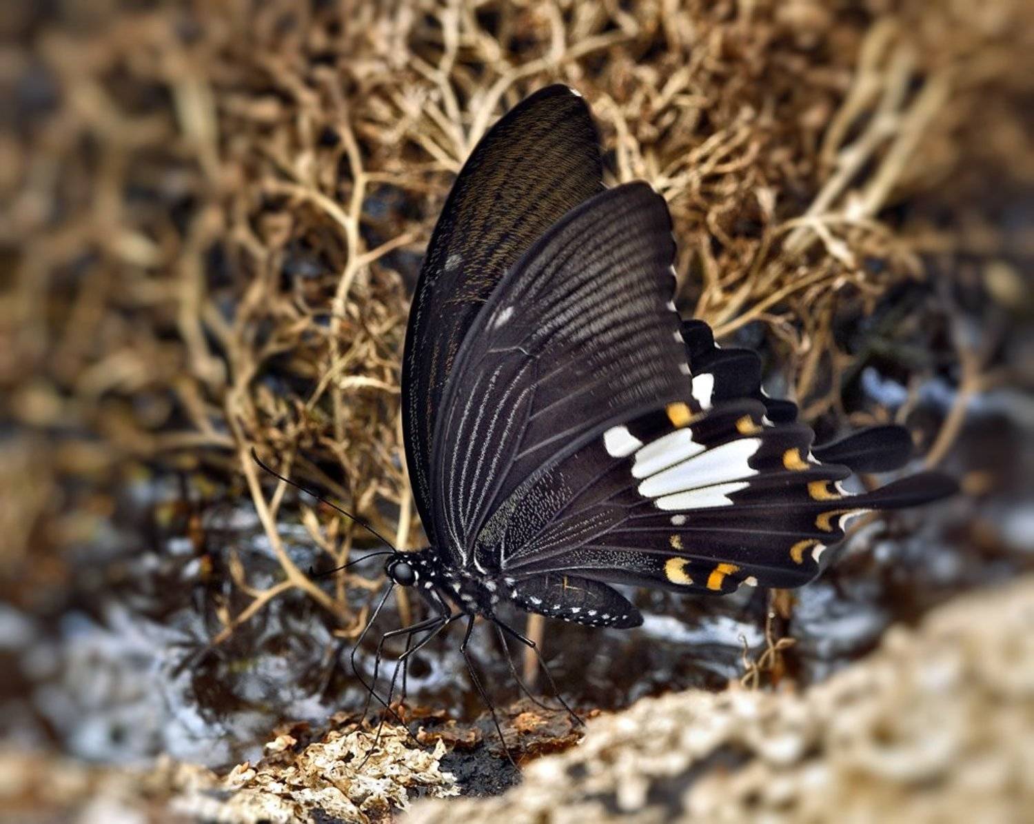 macro, closeup, insect, макро, насекомые, gnilenkov, Alexey Gnilenkov