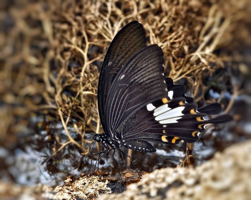 macro, closeup, insect, макро, насекомые, gnilenkov *** фото превью