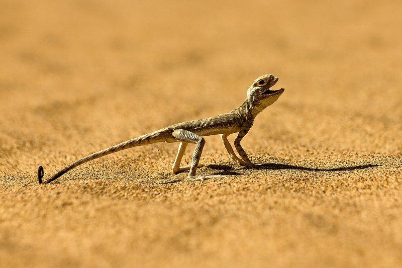 Agama фото превью