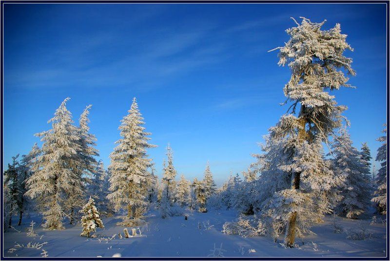 тайга, зима, мороз, якутия Зимний пейзвж фото превью