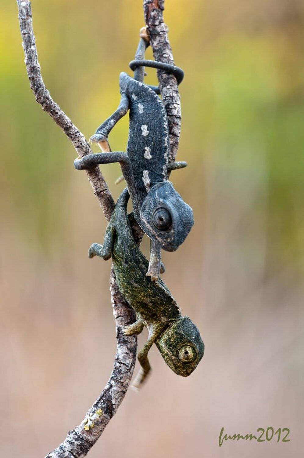 , Игорь ФУММ