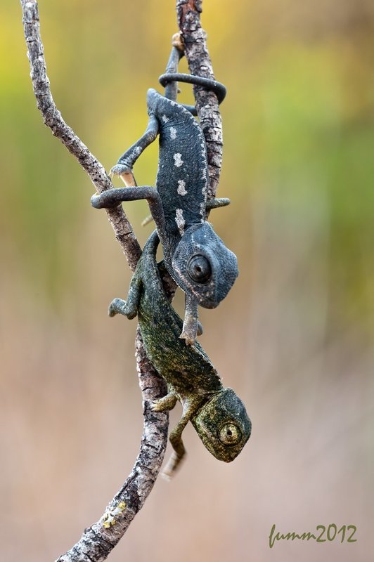 УХОДИМ! ХАМЕЛЕОНЫ. фото превью