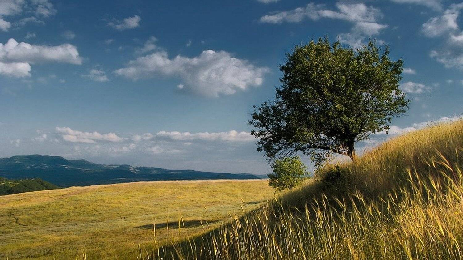 , Ирина Костова