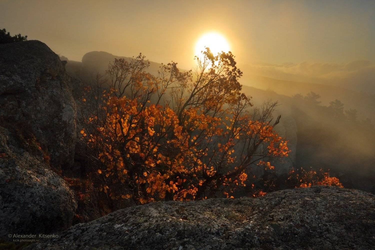 , Александр Киценко