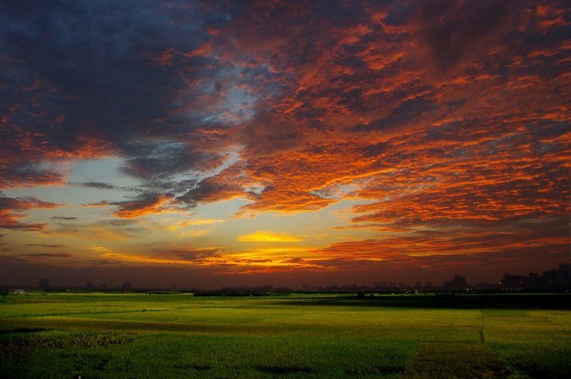 Sunset on the rice field фото превью