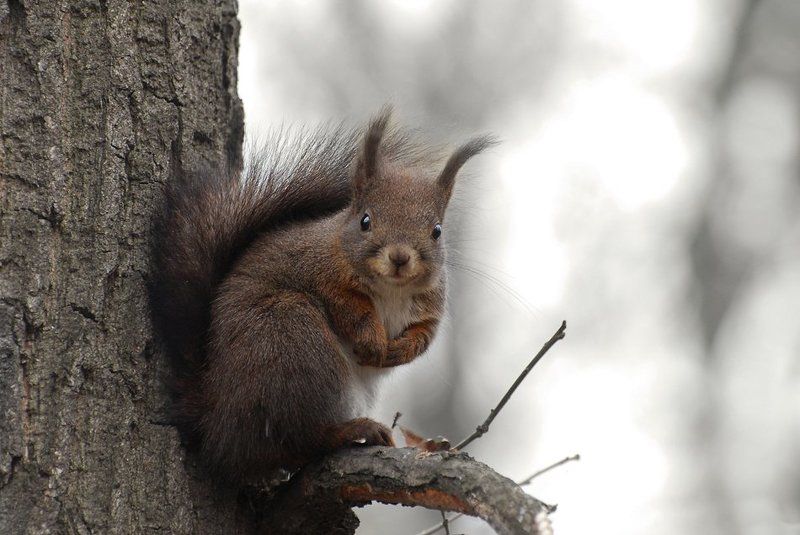 Белки фото превью