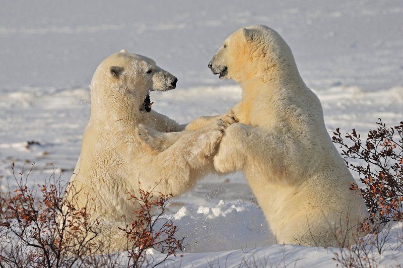 Снежности фото превью