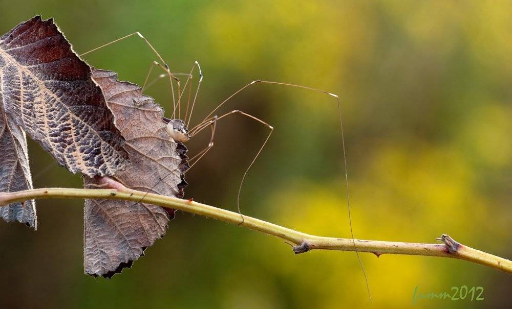 , Игорь ФУММ