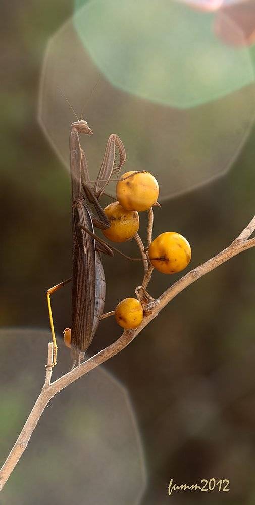 , Игорь ФУММ