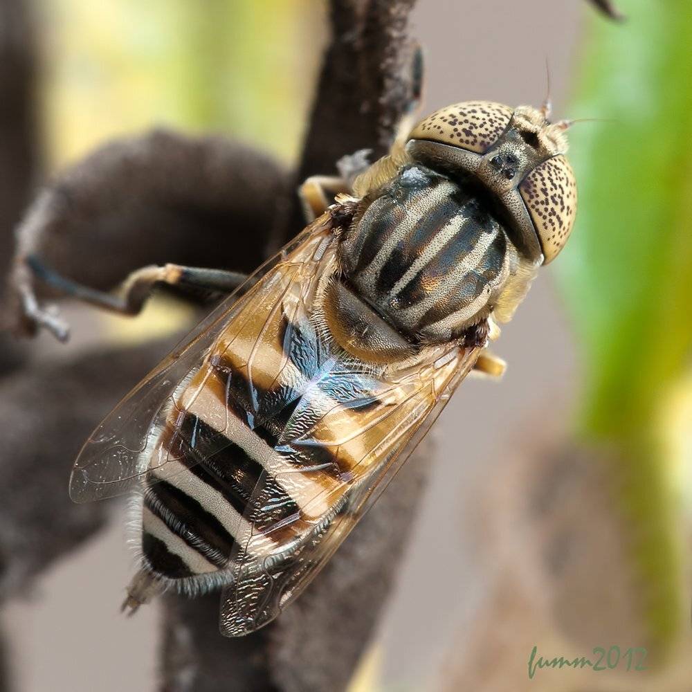 , Игорь ФУММ