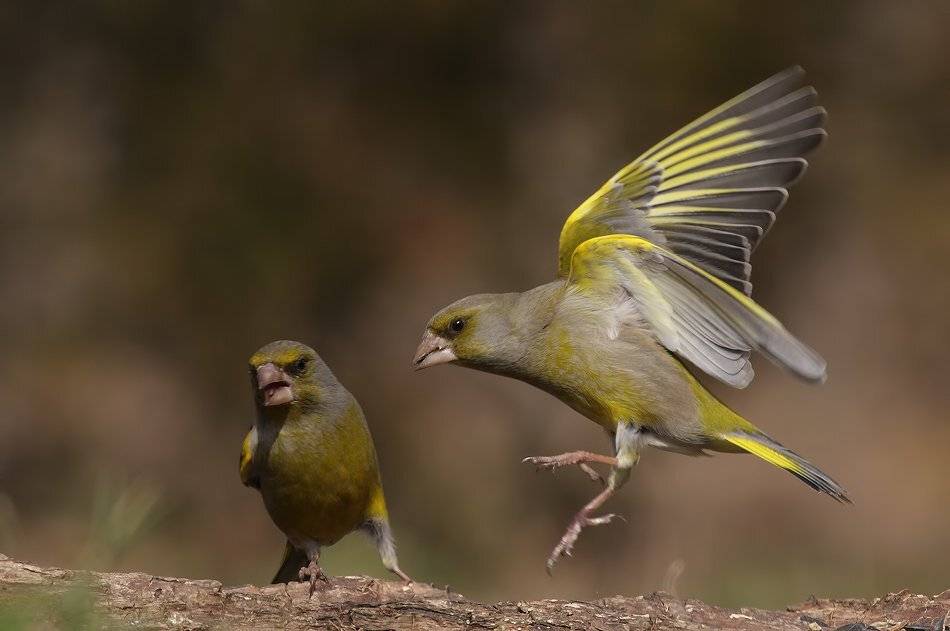 , Стефан Дянков