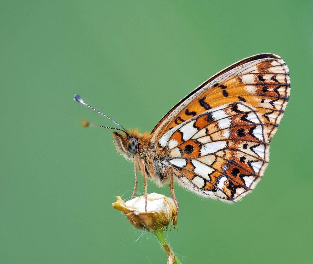 macro, closeup, insect, макро, насекомые, gnilenkov, Alexey Gnilenkov