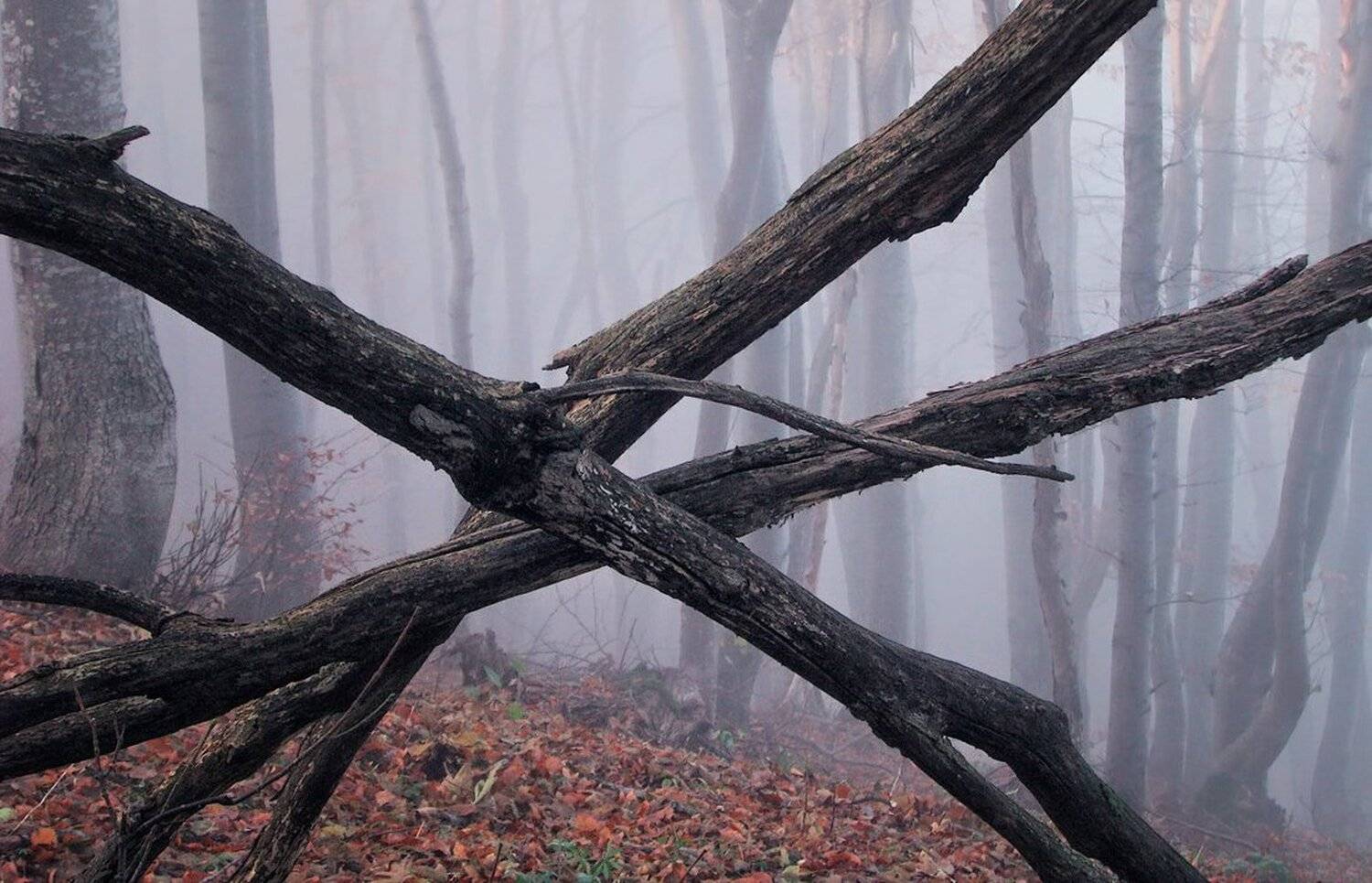 , Ирина Костова