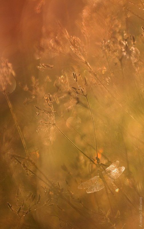 стрекоза, осень, утро, сухостой Осенние зонтики фото превью