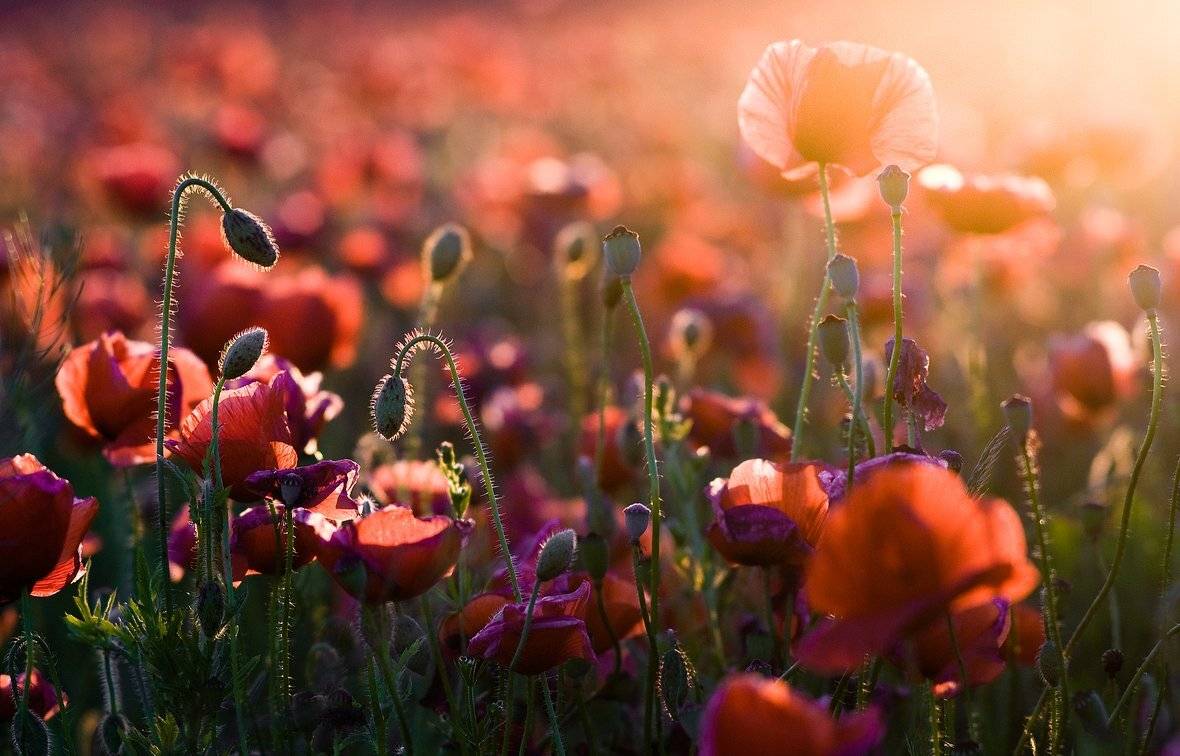 , Николай Шахманцир