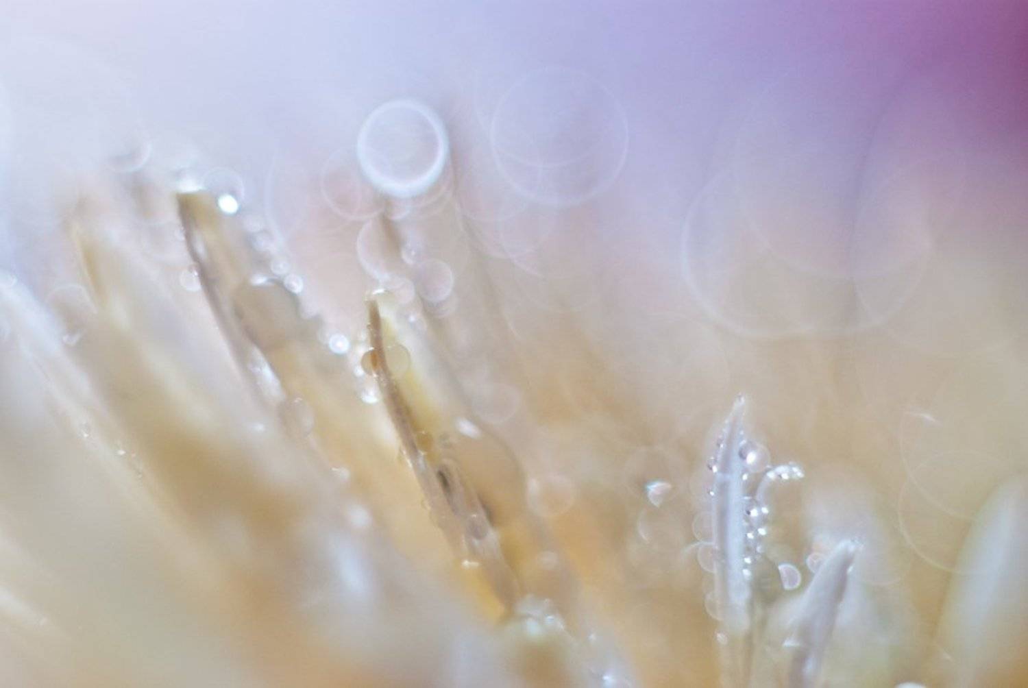 , Александра Александрова