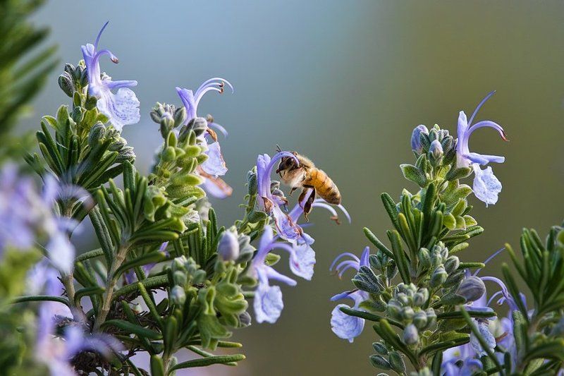 макро, насекомые, пчела, мед, нектар, розмарин, macro, israel, wildlife, bee, honey, flower, израиль С 8 марта! фото превью