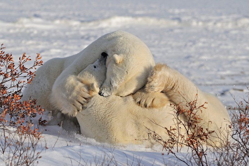 Объятья фото превью