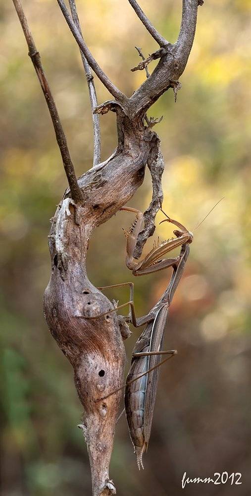 , Игорь ФУММ