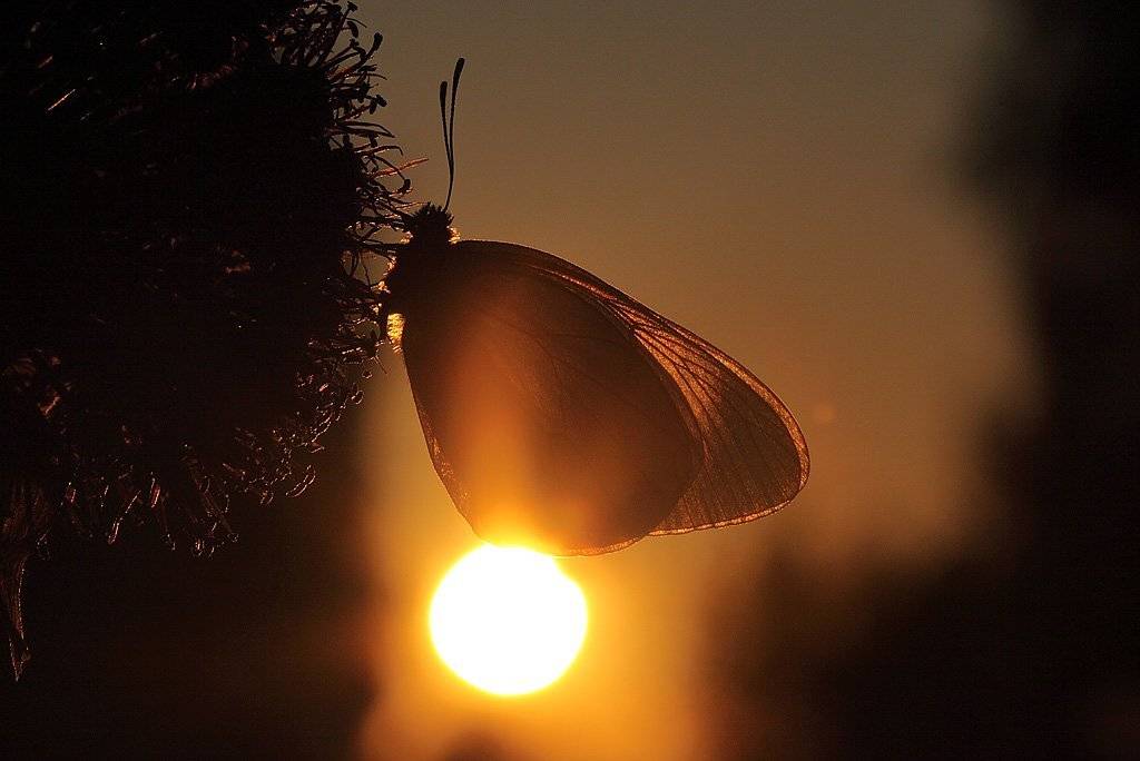 , Сергей Таланов