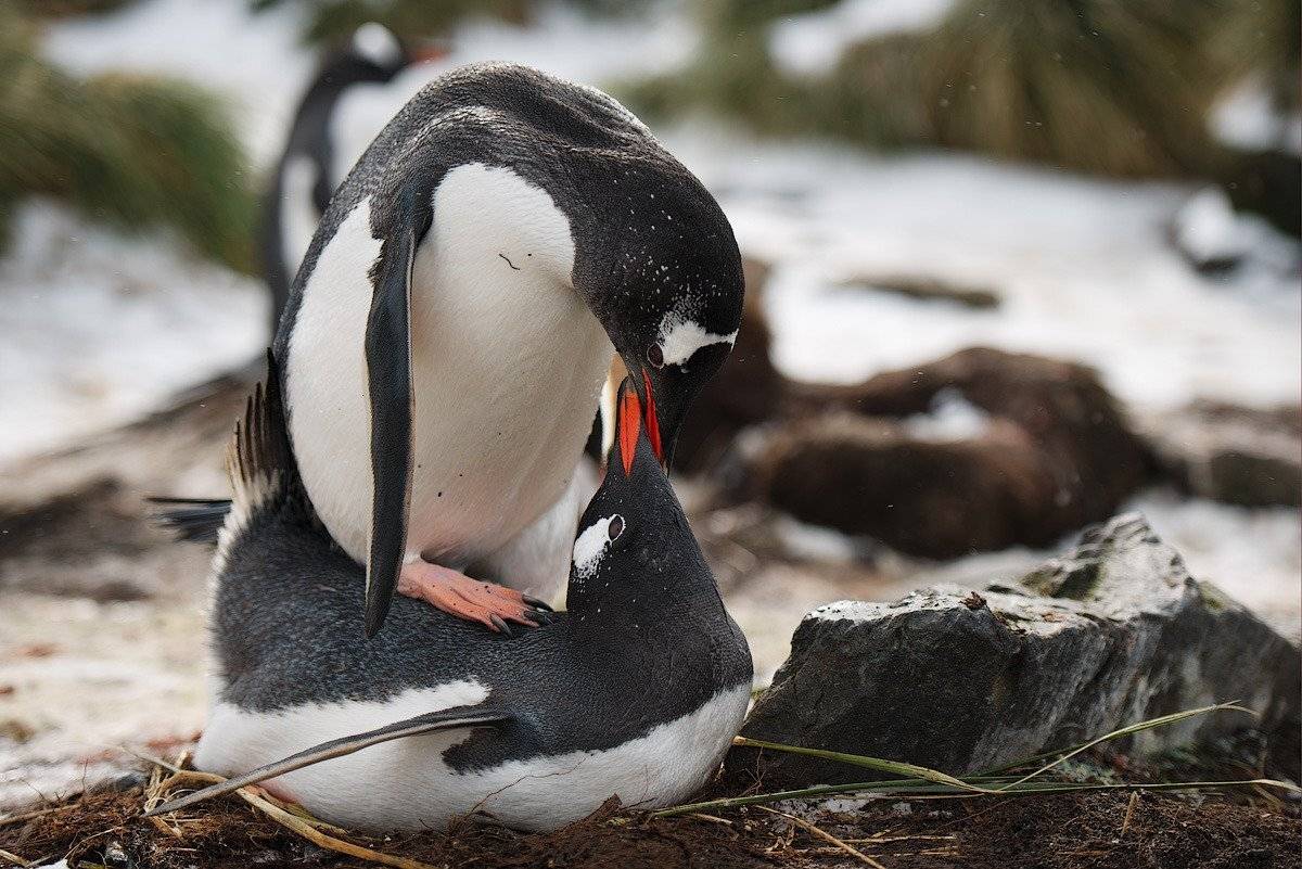 south, georgia, Андрей Ведерников