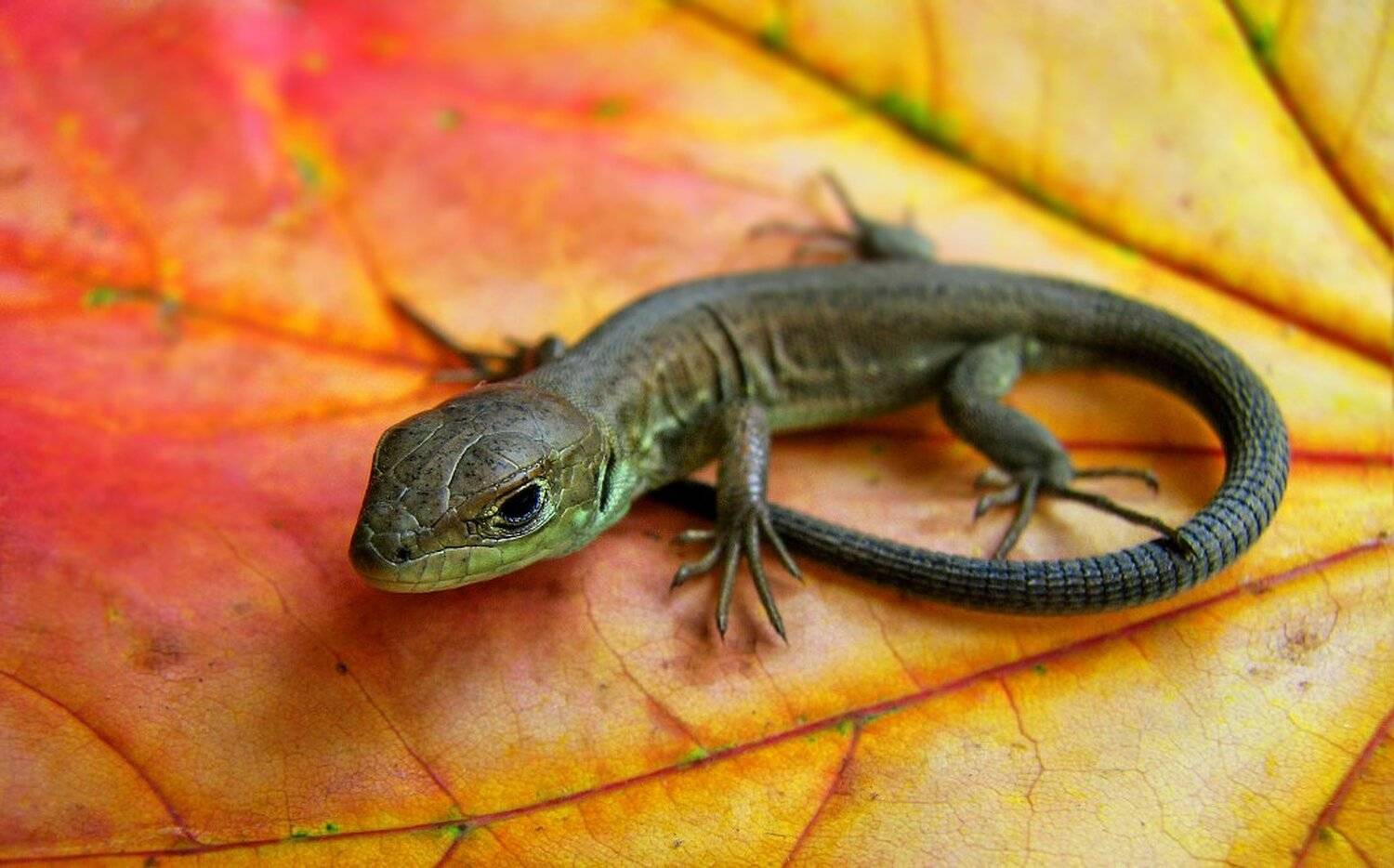 , Ирина Костова