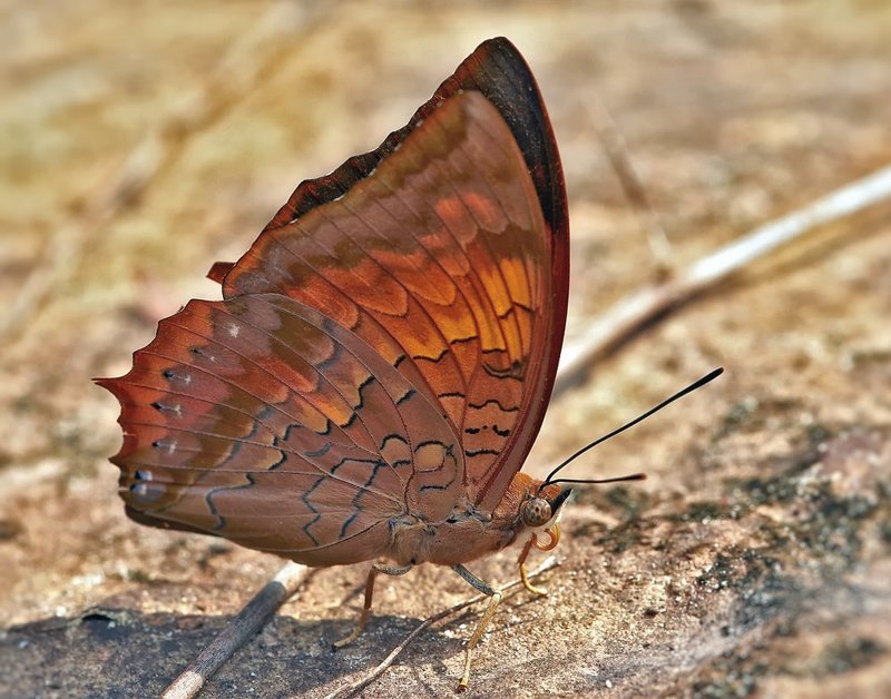 Tawny Rajah (Charaxes bernardus) фото превью