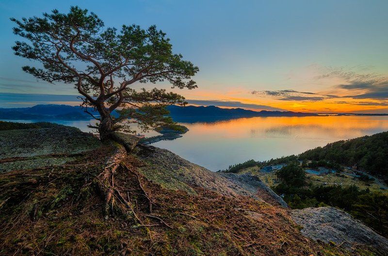 Северный бонсай фото превью