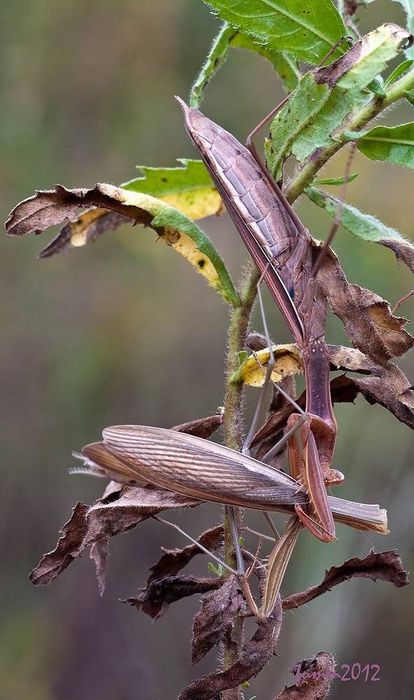 , Игорь ФУММ