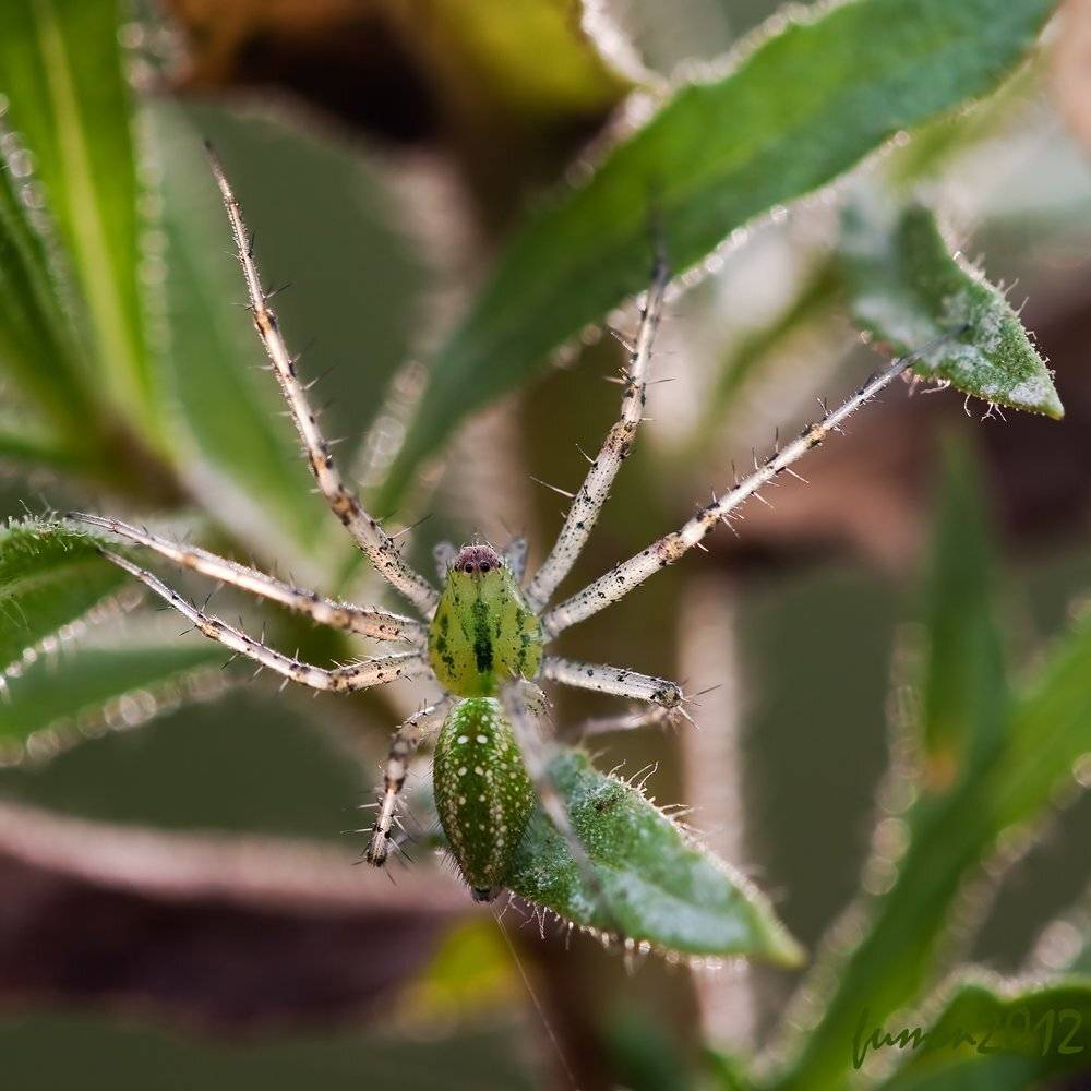 , Игорь ФУММ