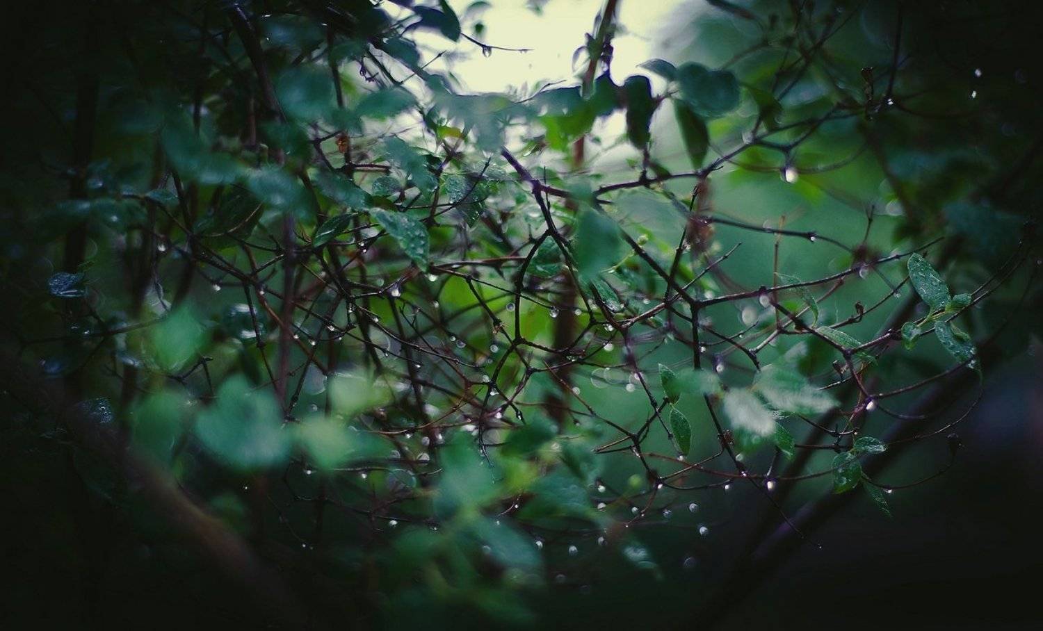 , Глазунов Николай