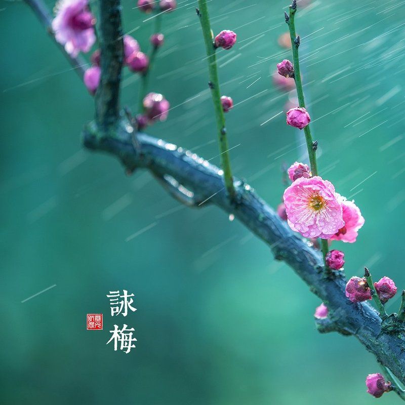 китайские, сливы Китайские сливы фото превью