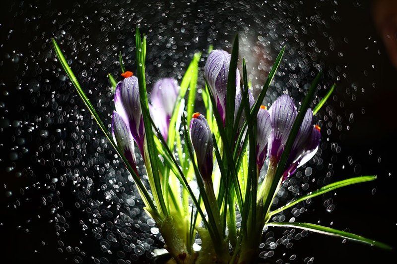 8-е марта фото превью